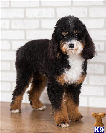 Jasper of Gucci Picture 1